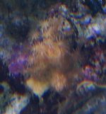 Ming's pink cap frag 4-29-08, + 2 unidentified 002.JPG