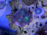 AAF5F903-E84D-414F-AEDB-69FFE3D2BB30.jpeg