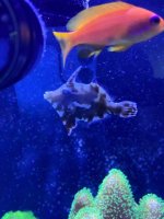 fish1.jpg