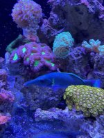 fish2.jpg