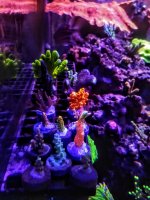 IMG_20200627_230205364.jpg IMG_20200627_230205364.jpg