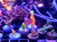 IMG_20200630_211651943.jpg IMG_20200630_211651943.jpg