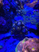 2B2526E7-5DB0-4AEA-BEDD-017CA947C5CB.jpeg