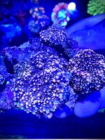 9DE88E80-CBCE-4090-B14B-656A5E80CFB6.jpeg