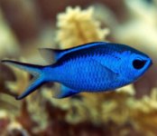 key-west-blue-chromis.jpg