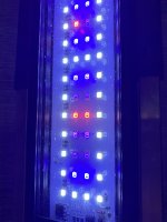 IMG_4221.jpeg