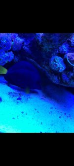 fish1.jpg