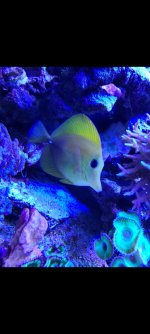 fish2.jpg