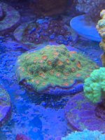 3A0BC514-2CAA-49D5-BDF2-A115BE6F016A.jpeg