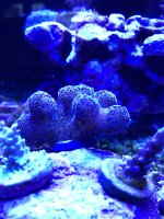 CFE75039-52F1-4688-9D40-D889DDA85F92.jpeg