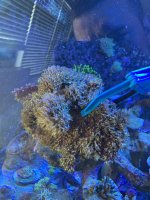 9E2D978F-BE43-461B-96ED-E80E06969AC6.jpeg