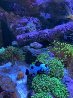 24666D69-E0E5-4E7A-B9C3-84F1B9D67518.jpeg