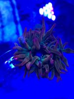 A7C2B239-0519-442A-AA5A-3DE5CB2C185E.jpeg