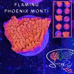 Flaming Phoenix Monti.jpg