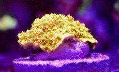 WWC Golden Pavona.JPG