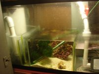 yellow gunk on silicone whole tank.JPG