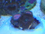 zoas2.JPG