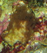 aiptasia (2).JPG
