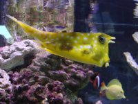 FISHTANK 017.jpg