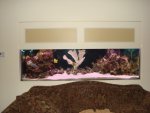 fish tank (2) 019.jpg