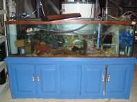 fish tank (2) 025.jpg