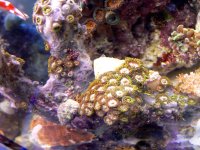 Left Front various Zoa and AOG, cap, xenia P1050233 copy.jpg