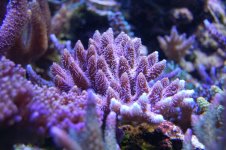 reef049ca7.jpg