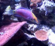 wrasse 2 .jpg