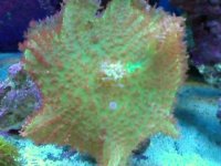 Large Green Mushroom.jpg