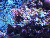 Corals_1.jpg