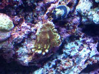 Corals_2.jpg
