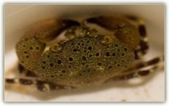 stonecrab.jpg