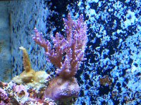 Corals_3.jpg
