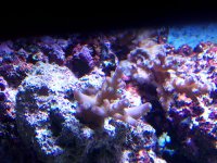 Corals_4.jpg