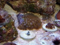 frags for sale 001.JPG