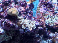 Corals_5.jpg