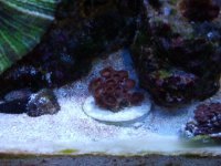 frags for sale 002.JPG