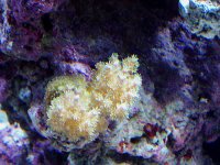 Corals_6.jpg