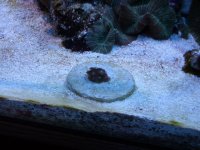 frags for sale 003.JPG