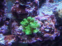 Corals_7.jpg
