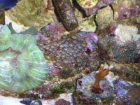 frags for sale 006.JPG