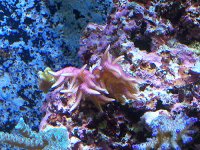 Corals_8.jpg