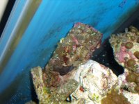 frags for sale 008.JPG