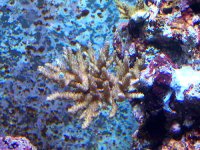 Corals_9.jpg