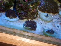 frags for sale 009.JPG