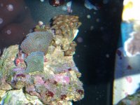 frags for sale 010.JPG