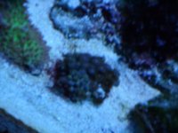 frags for sale 017.JPG