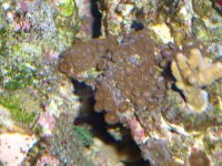 frags for sale 012.JPG