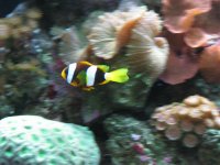 Fish,reef pics 279.jpg