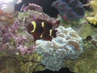 Fish,reef pics 269.jpg